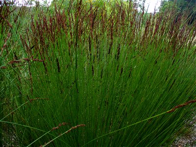 Chondropetalum_tectorum