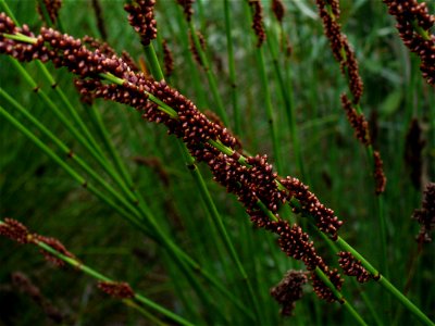 Western Cape thatching reed seed (Chondropetalum tectorum)
