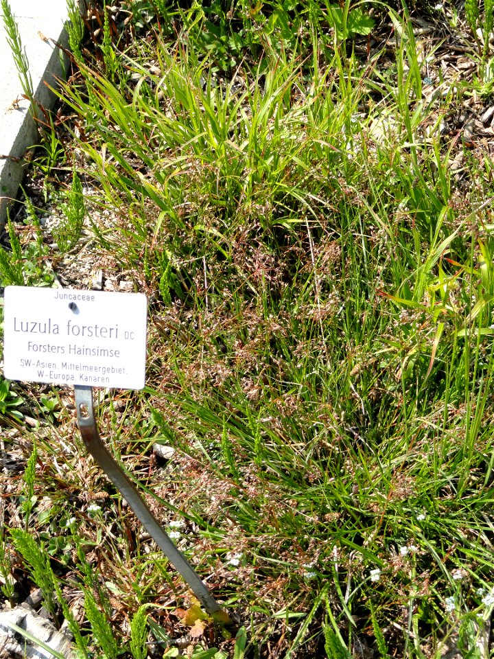 Luzula forsteri specimen in the Botanischer Garten München-Nymphenburg, Munich, Germany.