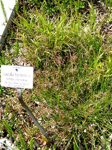 Luzula forsteri specimen in the Botanischer Garten München-Nymphenburg, Munich, Germany.