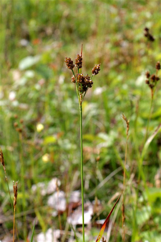 Luzula pallescens Sw. - Pale European woodrush