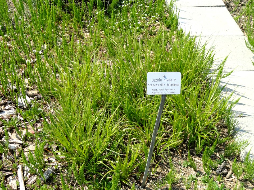 Luzula nivea specimen in the Botanischer Garten München-Nymphenburg, Munich, Germany.