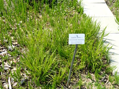 Luzula nivea specimen in the Botanischer Garten München-Nymphenburg, Munich, Germany.
