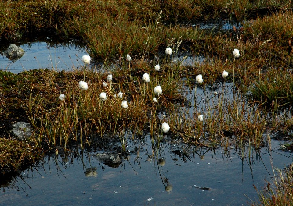 Snøull (Eriophorum scheuchzeri Hoppe), halvgrasfamilien (Cyperaceae), These plants were found at Valdresflya, Norway at aprox. 1400 metres above sea level, september 2005.