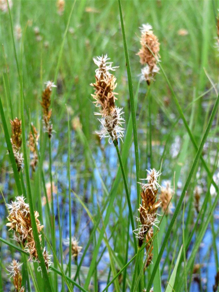 Hain-Segge (Carex otrubae) im Naturschutzgebiet "St. Arnualer Wiesen"