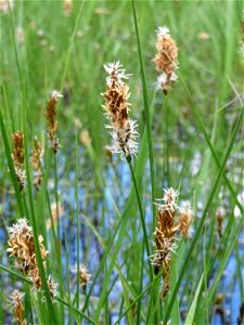 Hain-Segge (Carex otrubae) im Naturschutzgebiet "St. Arnualer Wiesen"