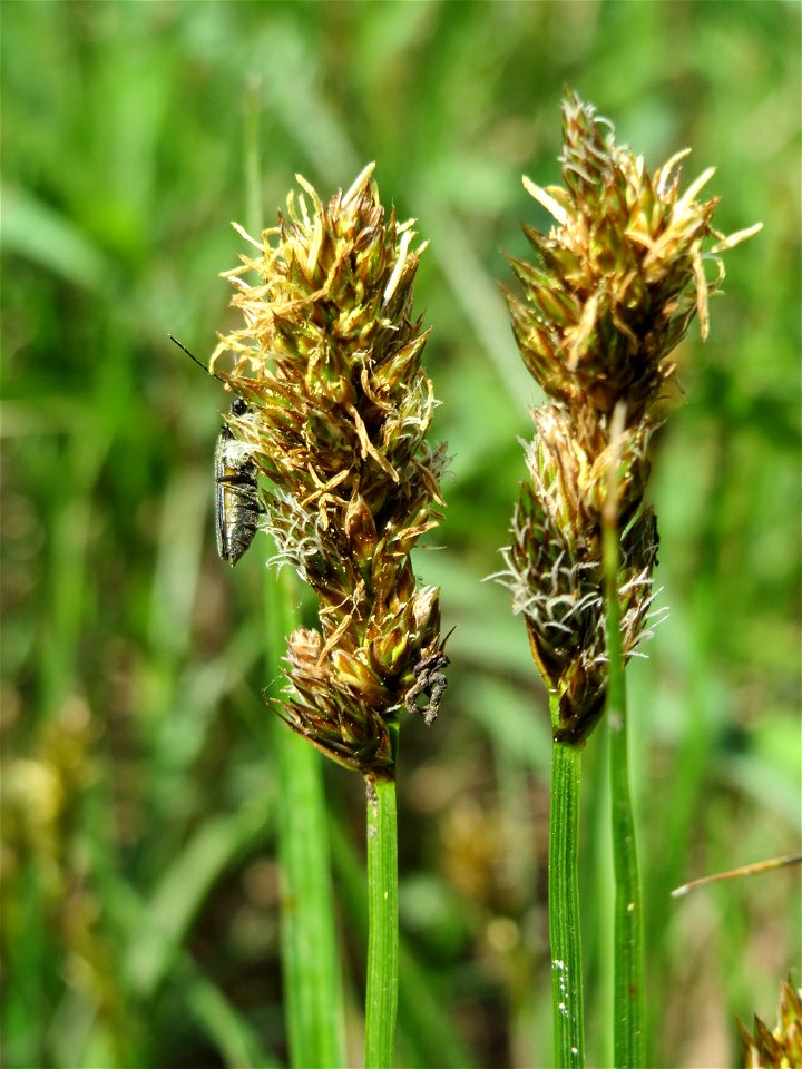 Hain-Segge (Carex otrubae) im Naturschutzgebiet "St. Arnualer Wiesen"