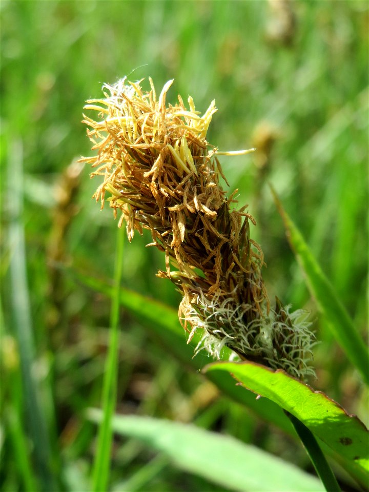 Hain-Segge (Carex otrubae) im Naturschutzgebiet "St. Arnualer Wiesen"