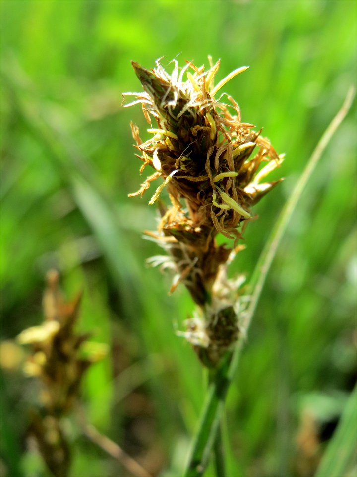 Hain-Segge (Carex otrubae) im Naturschutzgebiet "St. Arnualer Wiesen"