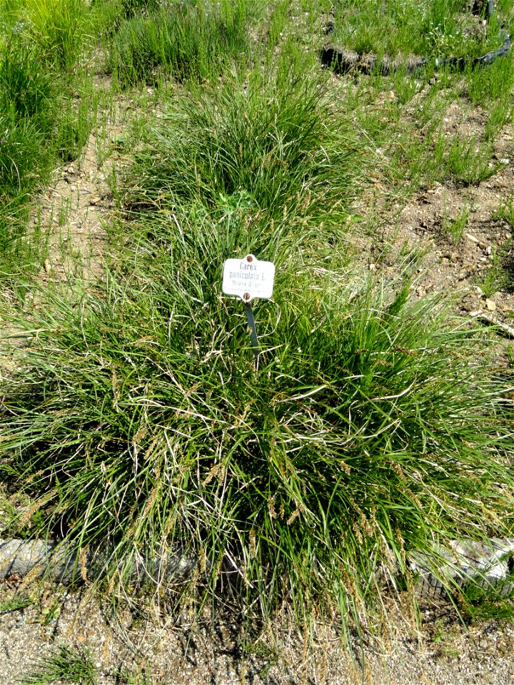 Carex paniculata specimen in the Botanischer Garten München-Nymphenburg, Munich, Germany.