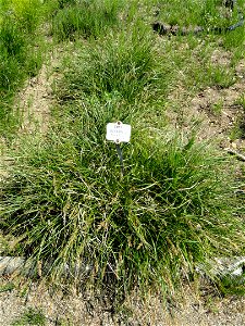 Carex paniculata specimen in the Botanischer Garten München-Nymphenburg, Munich, Germany.