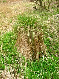 Greater Tussock Sedge, Carex paniculata at Loch Libo, Renfrewshire, Scotland