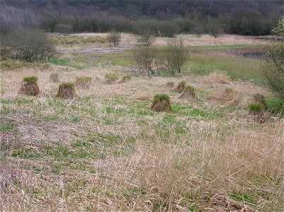 Loch Libo in Renfrewshire, Scotland, showing Greater Tussock Sedge (Carex paniculata)