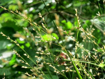 Einblütiges Perlgras (Melica uniflora) bei Nußloch