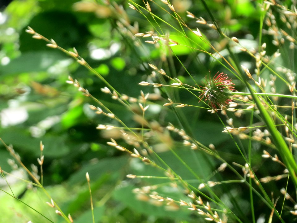 Einblütiges Perlgras (Melica uniflora) bei Nußloch