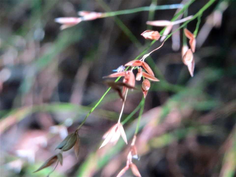 Einblütiges Perlgras (Melica uniflora) bei Klingenmünster, ein typisches Waldgras