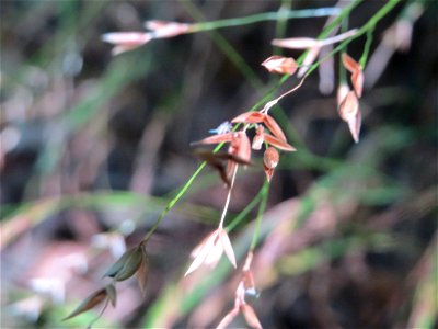 Einblütiges Perlgras (Melica uniflora) bei Klingenmünster, ein typisches Waldgras photo