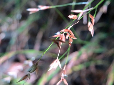 Einblütiges Perlgras (Melica uniflora) bei Klingenmünster, ein typisches Waldgras