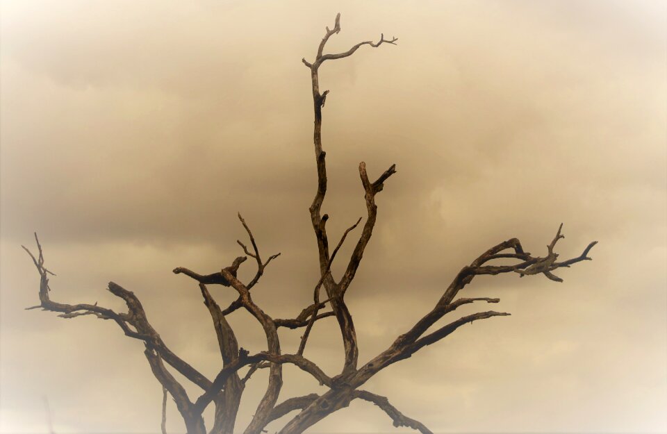 Dead tree dust wind savannah