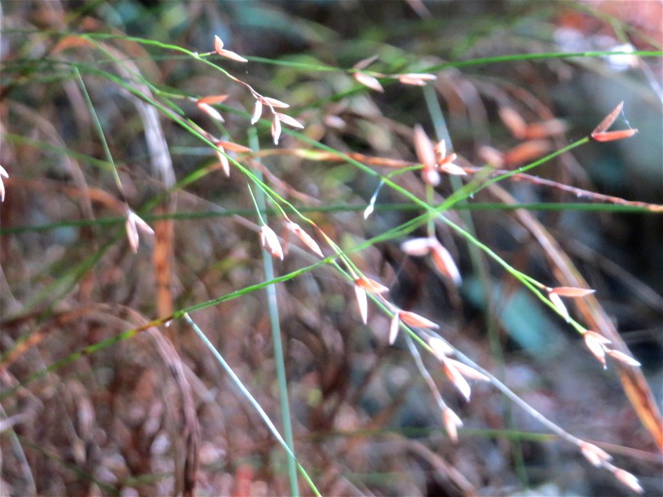 Einblütiges Perlgras (Melica uniflora) bei Klingenmünster, ein typisches Waldgras