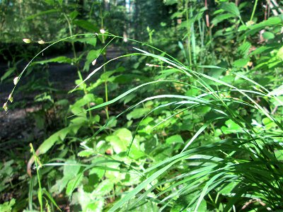 Einblütiges Perlgras (Melica uniflora) im Naturschutzgebiet „Hochholz-Kapellenbruch“