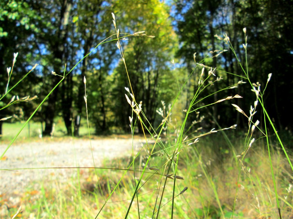 Einblütiges Perlgras (Melica uniflora) auf der Spicherer Höhe