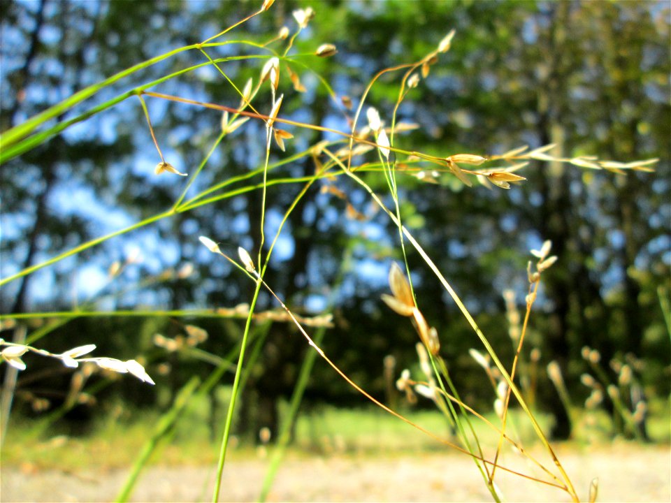Einblütiges Perlgras (Melica uniflora) auf der Spicherer Höhe