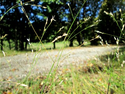 Einblütiges Perlgras (Melica uniflora) auf der Spicherer Höhe