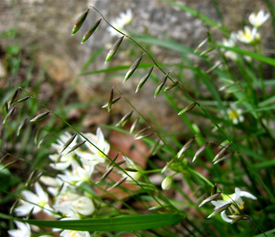 Melica mutica, dry limestone bluffs of the Cumberland River, Montgomery County, Tennessee.