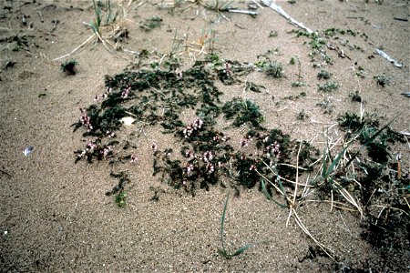 Astralagus alpinus (Syn. Astragalus alpinus) Elymus mollis (right side) Honckenya peploides (Lower left} Artemisia borealis (Right upper) photo