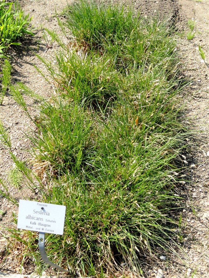 Sesleria albicans specimen in the Botanischer Garten München-Nymphenburg, Munich, Germany.