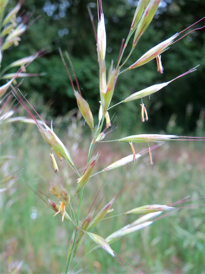Flaumiger Wiesenhafer (Avenula pubescens) im Naturschutzgebiet "Am Golfplatz" (Oftersheimer Dünen)
