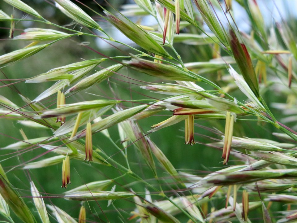Flaumiger Wiesenhafer (Avenula pubescens) im Naturschutzgebiet „Oftersheimer Dünen“ (Teilgebiet „Am Golfplatz“)