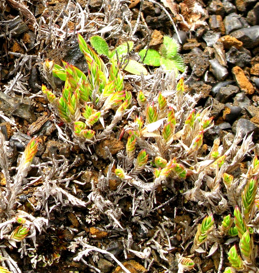 Panic faux-lycopode (Panicum lycopodioides) est une herbe(Poaceae), endémique de la Réunion. Le conservatoire botanique de Mascarin l'a classé comme taxon rare et   quasi menacé. On le trouve, entre a