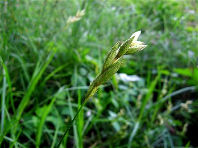 Carex muskingumensis, bottomland field of Clarks River, Kentucky. photo