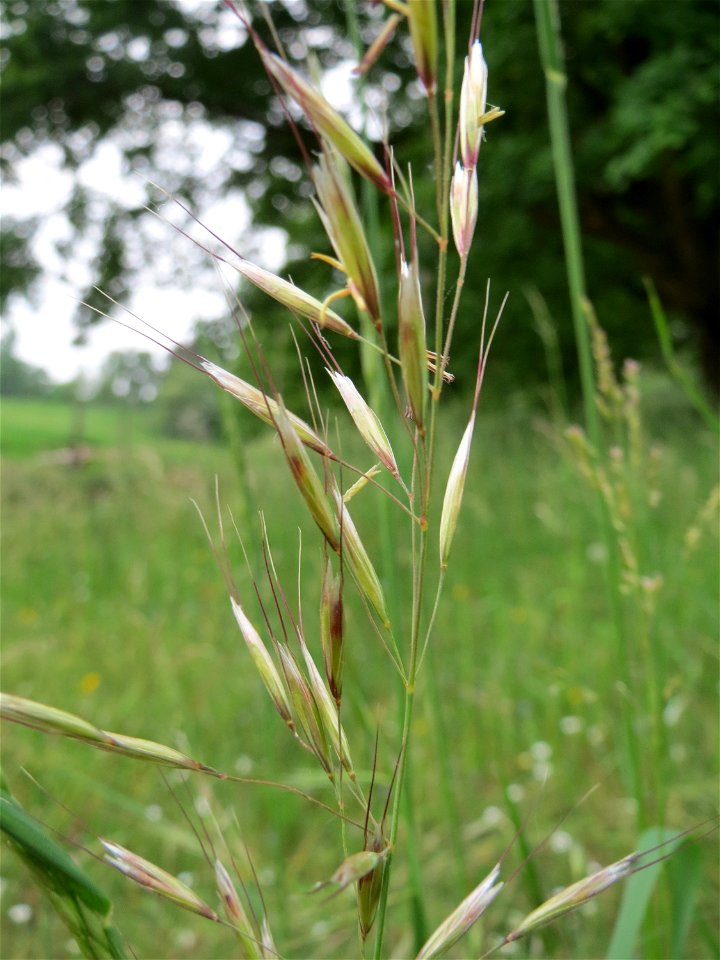 Flaumiger Wiesenhafer (Avenula pubescens) im Naturschutzgebiet "Am Golfplatz" (Oftersheimer Dünen)