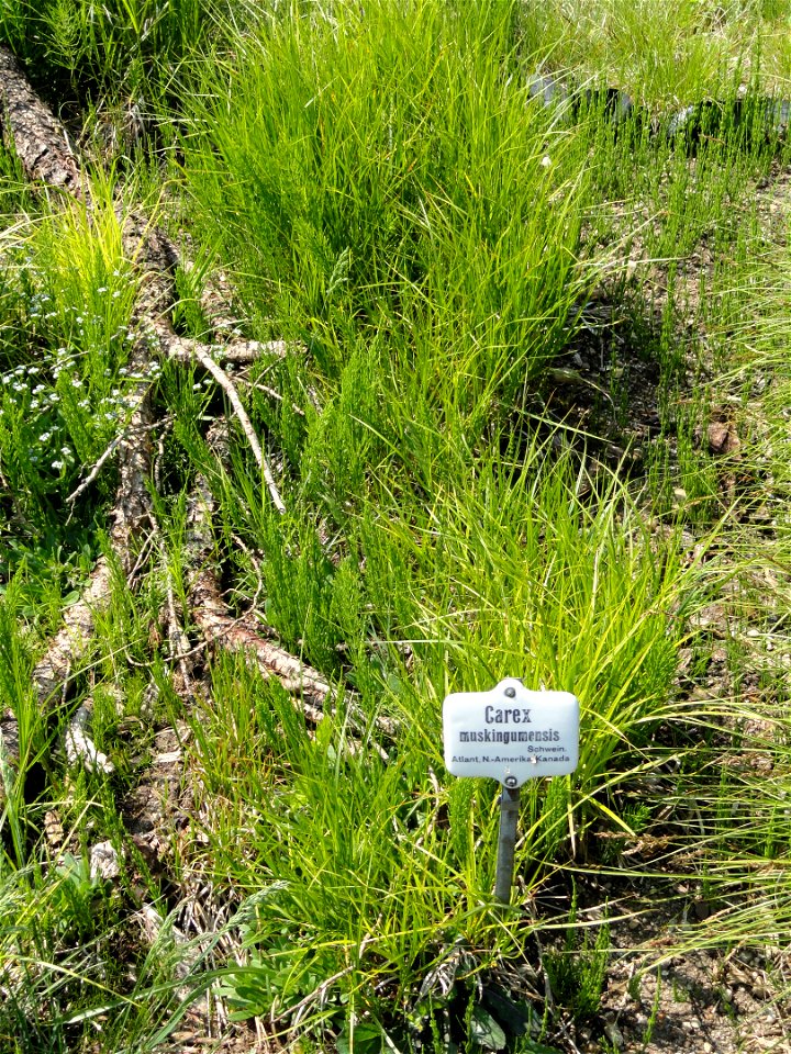 Carex muskingumensis specimen in the Botanischer Garten München-Nymphenburg, Munich, Germany.