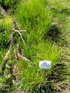 Carex muskingumensis specimen in the Botanischer Garten München-Nymphenburg, Munich, Germany.