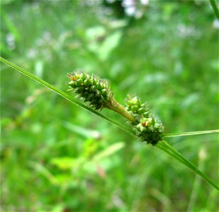 Carex bushii, bottomland field of Clarks River, Kentucky. photo