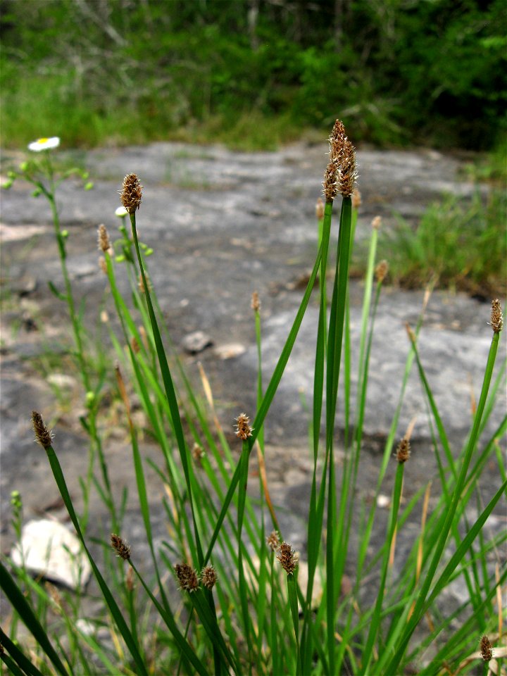 Eleocharis bifida in cedar glade in Cedars of Lebanon State Park, Wilson County, Tennessee.