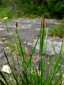 Eleocharis bifida in cedar glade in Cedars of Lebanon State Park, Wilson County, Tennessee.