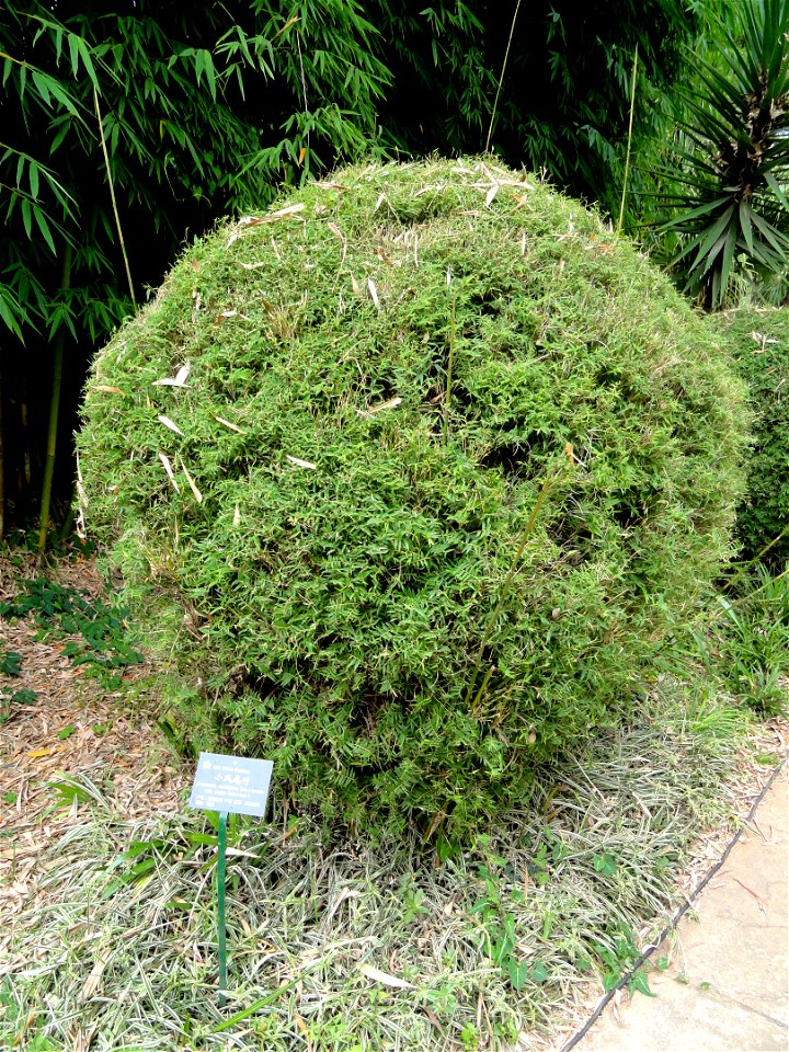 Plant specimen in the Kunming Botanical Garden, Kunming, Yunnan, China.