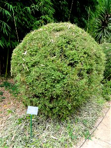 Plant specimen in the Kunming Botanical Garden, Kunming, Yunnan, China.