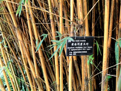 Plant specimen in the Kunming Botanical Garden, Kunming, Yunnan, China.