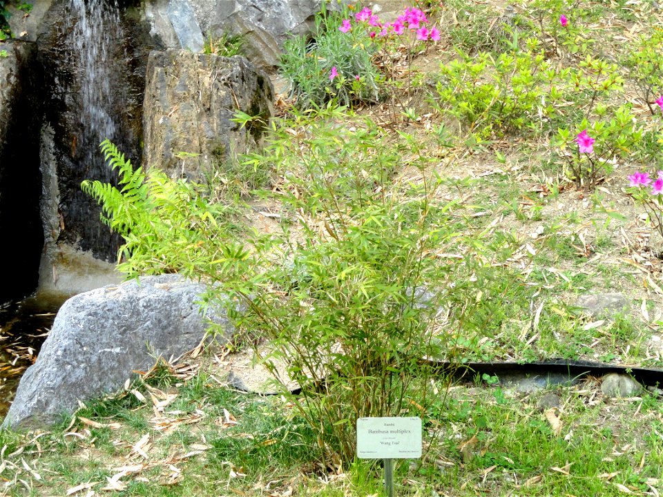 Bambusa multiplex specimen in the Villa Carlotta (Tremezzo), on Lake Como, Italy.