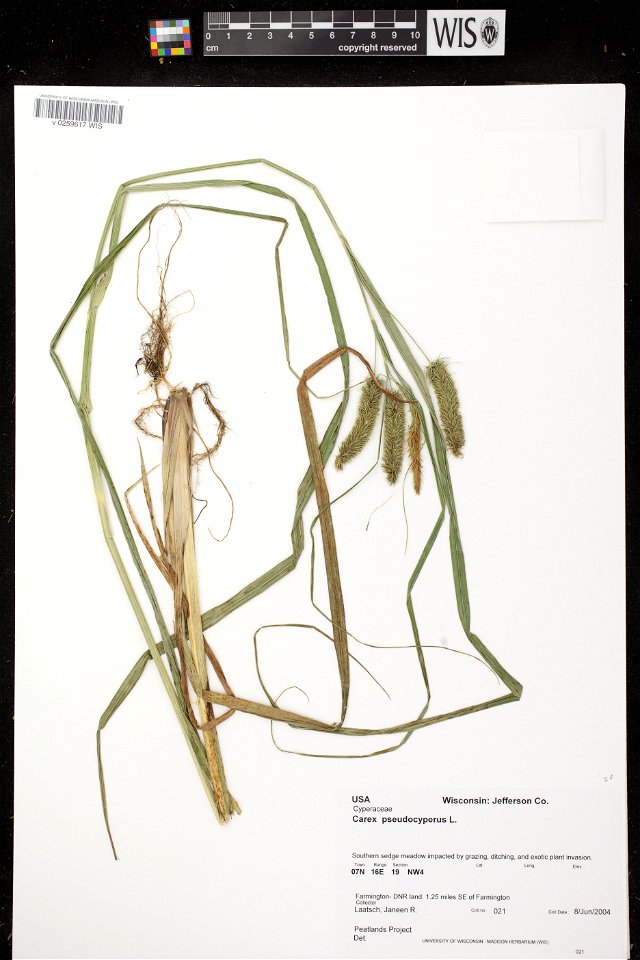 Carex pseudocyperus