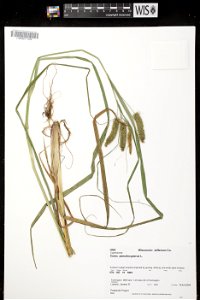 Carex pseudocyperus