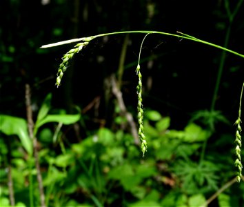 Photo of Carex arctata uploaded from iNaturalist.