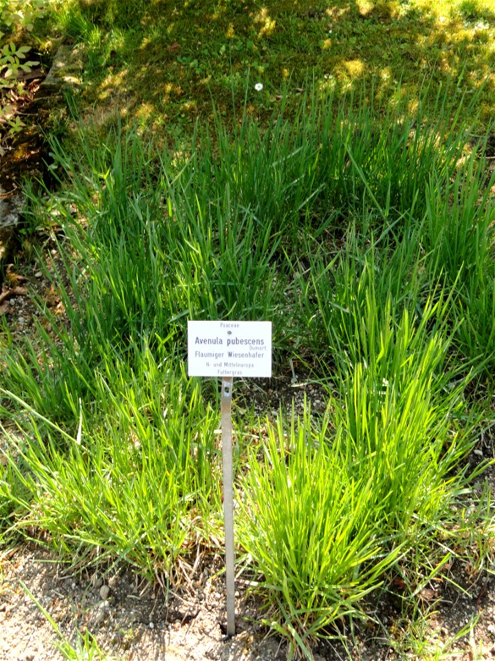 Avenula pubescens specimen in the Botanischer Garten München-Nymphenburg, Munich, Germany.
