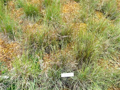 Avenula pubescens specimen in the University of California Botanical Garden, Berkeley, California, USA. photo